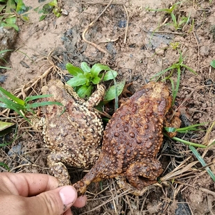 lai chu 顺丰 可发活体 chan 可药用哈士蟆 沙蟾蜍