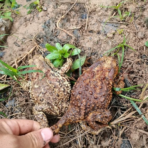 【顺丰】可药用哈士蟆（lai ha ma）沙蟾蜍（chan chu）可发活体