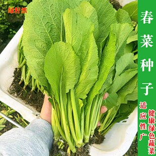 四季甜春菜种子潮州春菜小白菜种籽香芥菜耐寒种大田盆栽蔬菜种籽