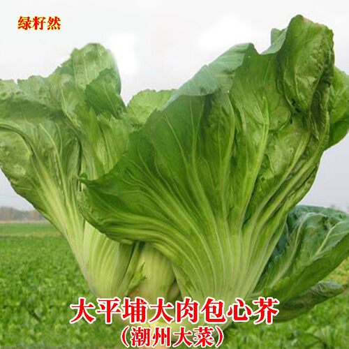 大坪埔大肉包心芥菜种子潮州大菜子老品种好吃包心芥大田蔬菜种子