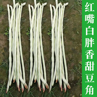 红嘴猪仔豇豆种子短胖豇豆种籽厚肉豆角种籽四川春季田园蔬菜种孑
