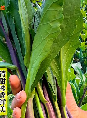 阳台盆栽农家春秋蔬菜种籽大全