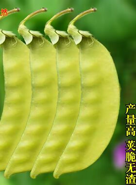 荷兰豆种子菜豌豆种籽子