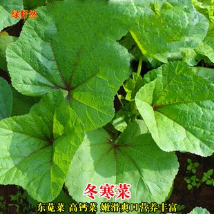 冬寒菜种子冬苋菜籽东汉菜马蹄菜高钙菜野菜秋冬季盆栽田园蔬菜孑