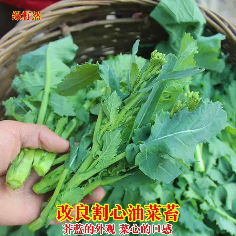 改良割心油菜苔种子菜薹油菜心青菜籽春秋播菜园大田阳台蔬菜种孑