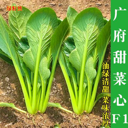 广府甜菜心种子四季广东油清菜心籽耐热田园菜园阳台盆栽蔬菜种孑