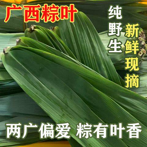 新鲜现摘广西芒叶粽叶箬叶包粽子的叶子箬叶宽大号粽叶粽子叶皮