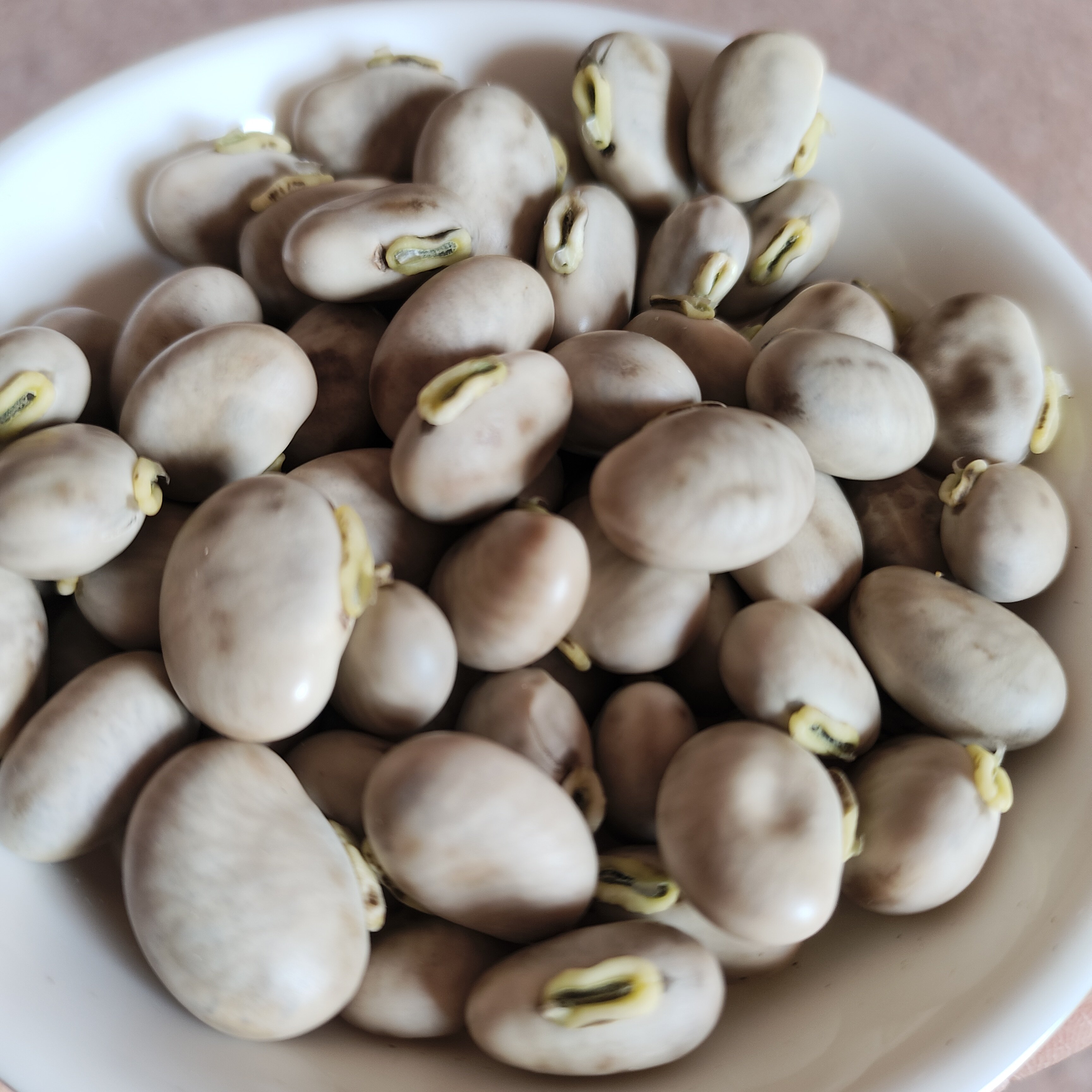 狗儿豆新鲜广西猫爪豆农家现摘龙爪豆虎老豆狗毛豆四川猫猫豆,水产肉类/新鲜蔬果/熟食,其它,淘宝优惠券,粉丝福利购,淘宝优惠卷