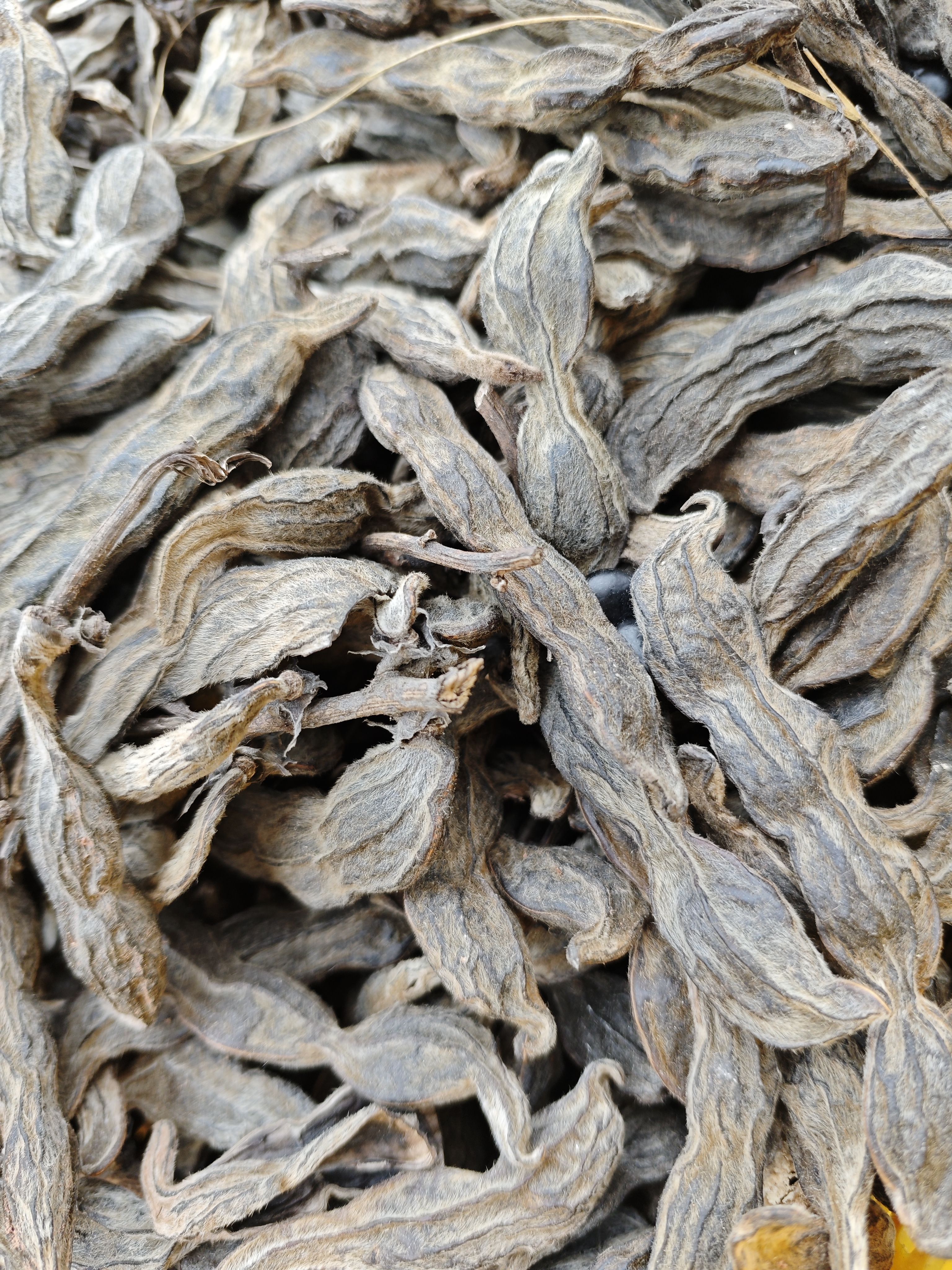 广西新鲜狗儿豆干狗爪豆农家特产自晒龙爪豆虎老豆狗毛猫豆干包邮