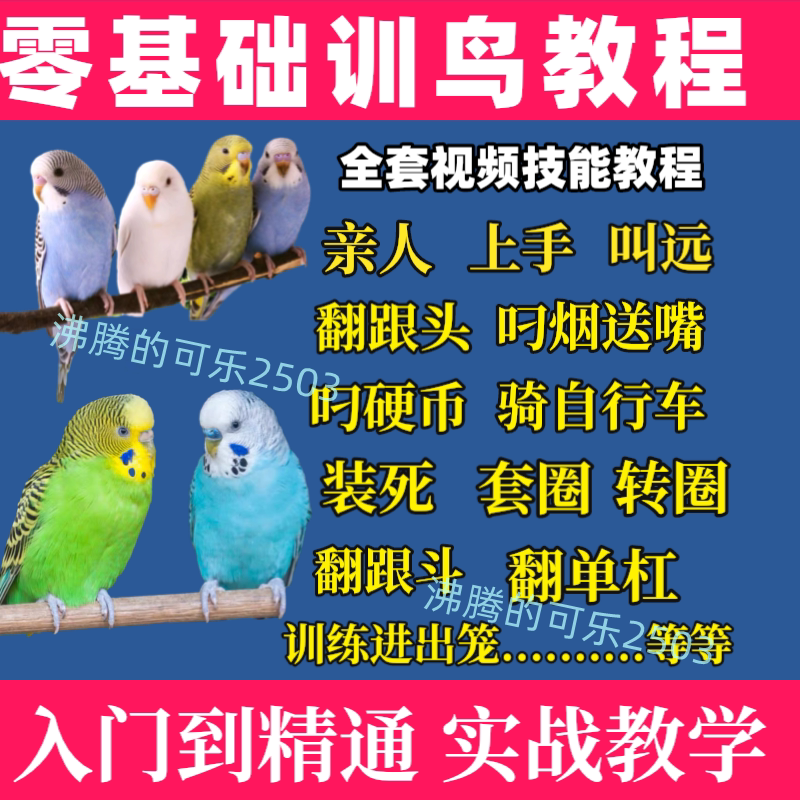 训鸟虎皮牡丹玄凤鹦鹉训练教程上手技能视频课程教学详细解说全套