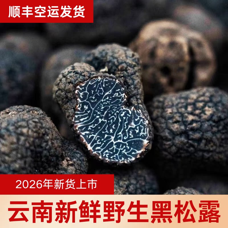 （2026年新货）黑松露云南野生新鲜新货黑钻石块菌供山出口级批发