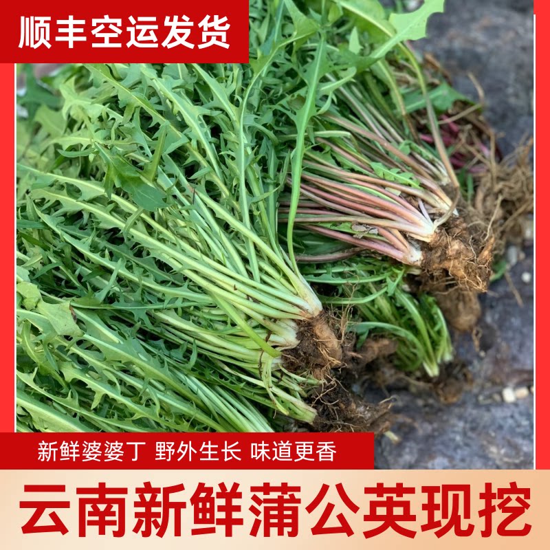 云南新鲜蒲公英现挖带根婆婆丁花其它