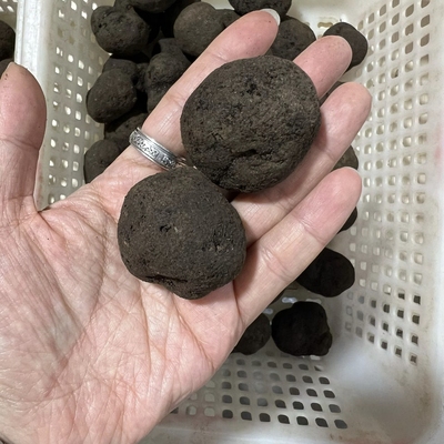 云南黑松露新鲜纯野生菌菇特产礼品块菌贡山出口级500克