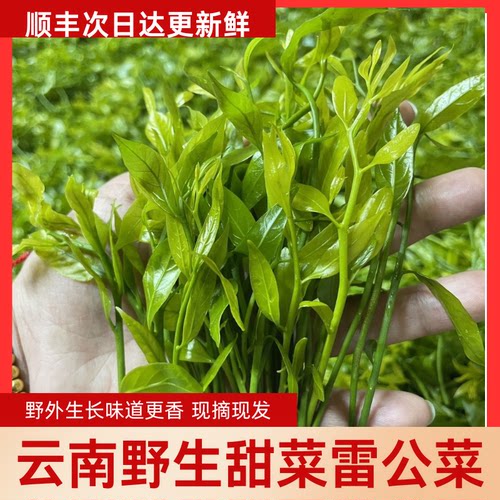 云南野生甜菜雷公菜长蕊新鲜现摘现发农家特色野菜餐厅私房菜应季