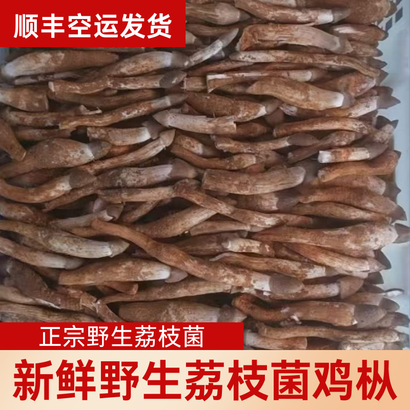 （正宗野生）新鲜野生鸡枞菌荔枝菌火把鸡枞菌食用菌现挖山珍土特