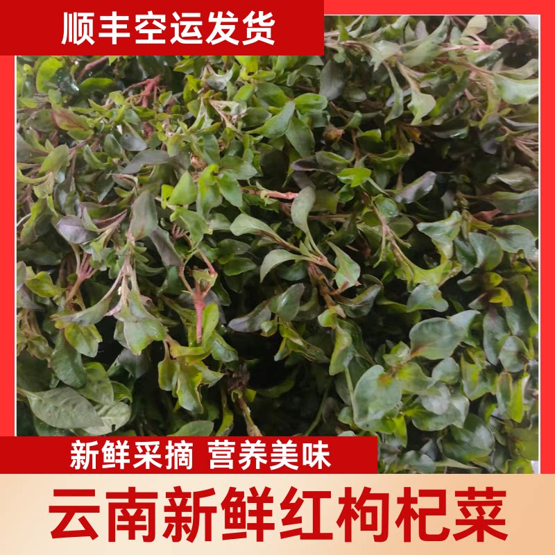 云南新鲜红枸杞菜红枸杞红菜苔鲜其它