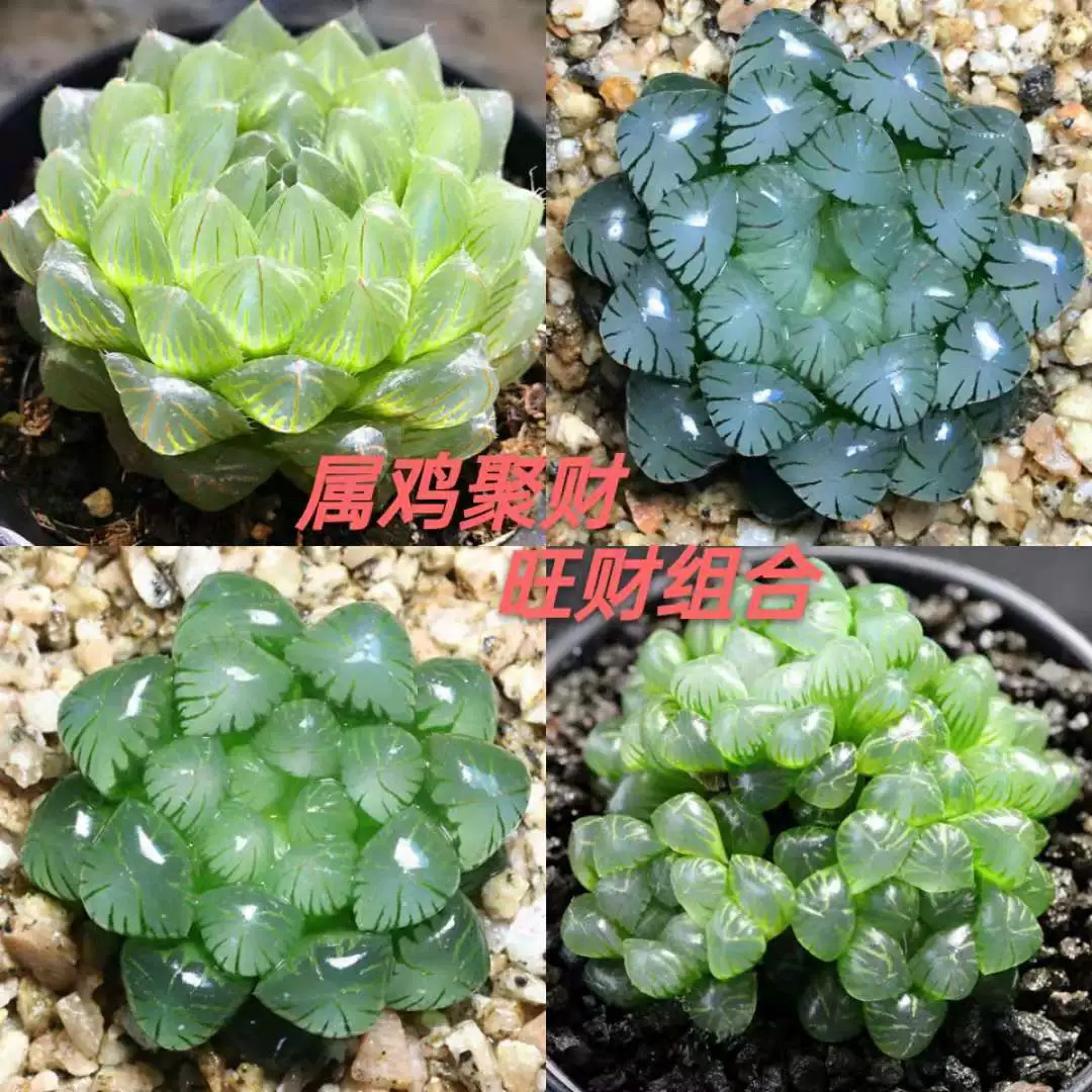 属鸡玉露植物组合十二卷玉露多肉植物盆栽姬玉露室内懒人盆栽