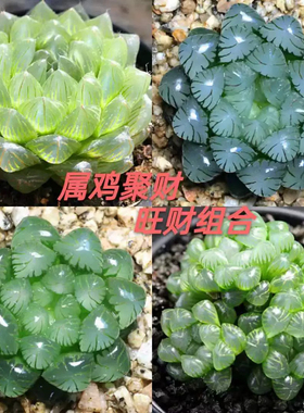 属鸡玉露植物组合十二卷玉露多肉植物盆栽姬玉露室内懒人盆栽