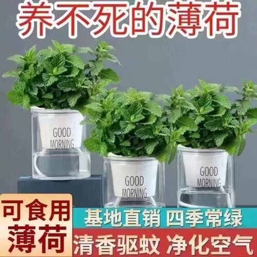 薄荷盆栽薄荷叶盆栽薄荷苗食用可食用四季常青植物薄荷盆栽