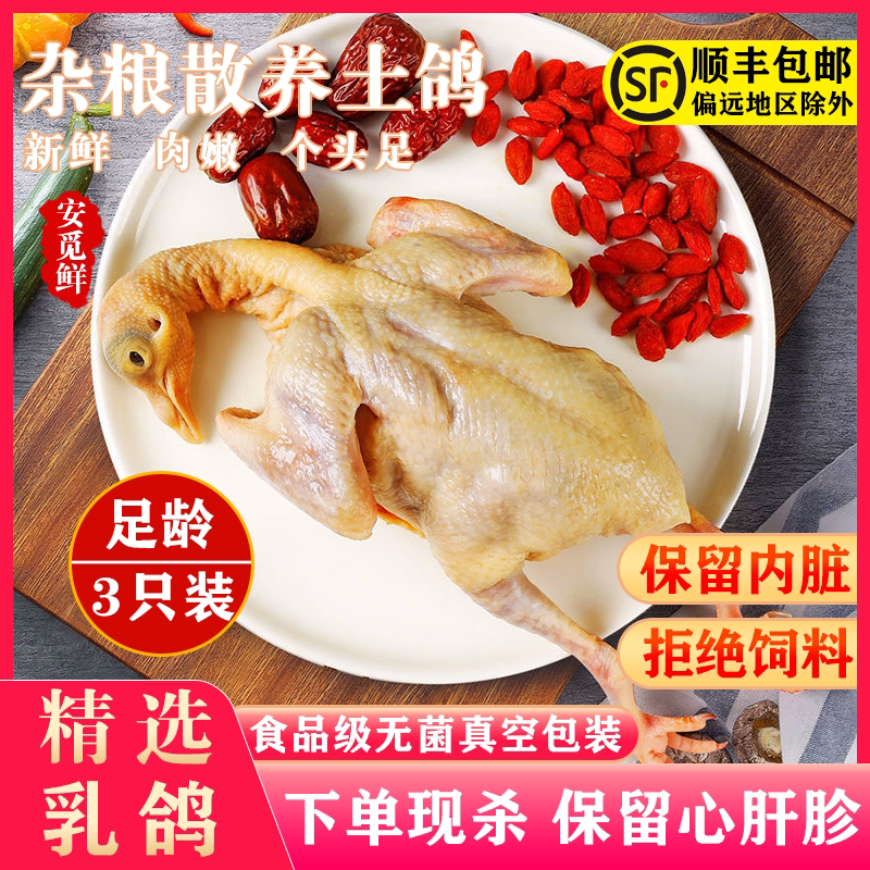 福建新鲜土鸽子3只装顺丰包邮正宗农家散养乳鸽活体现杀鲜鸽子肉