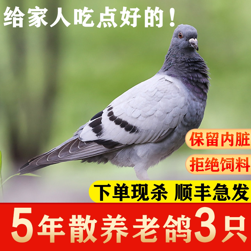 5年老鸽3只装新鲜现杀土鸽子农家散养烤乳鸽老鸽子肉煲汤顺丰包邮