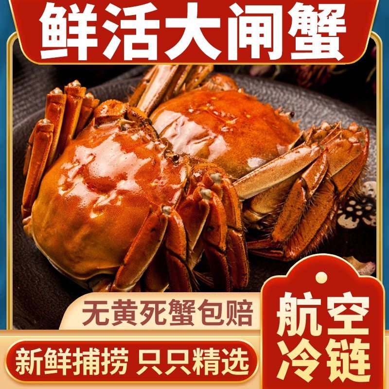 10只8只12只特大现货大闸蟹鲜活螃蟹礼品盒公母蟹搭配活蟹河蟹