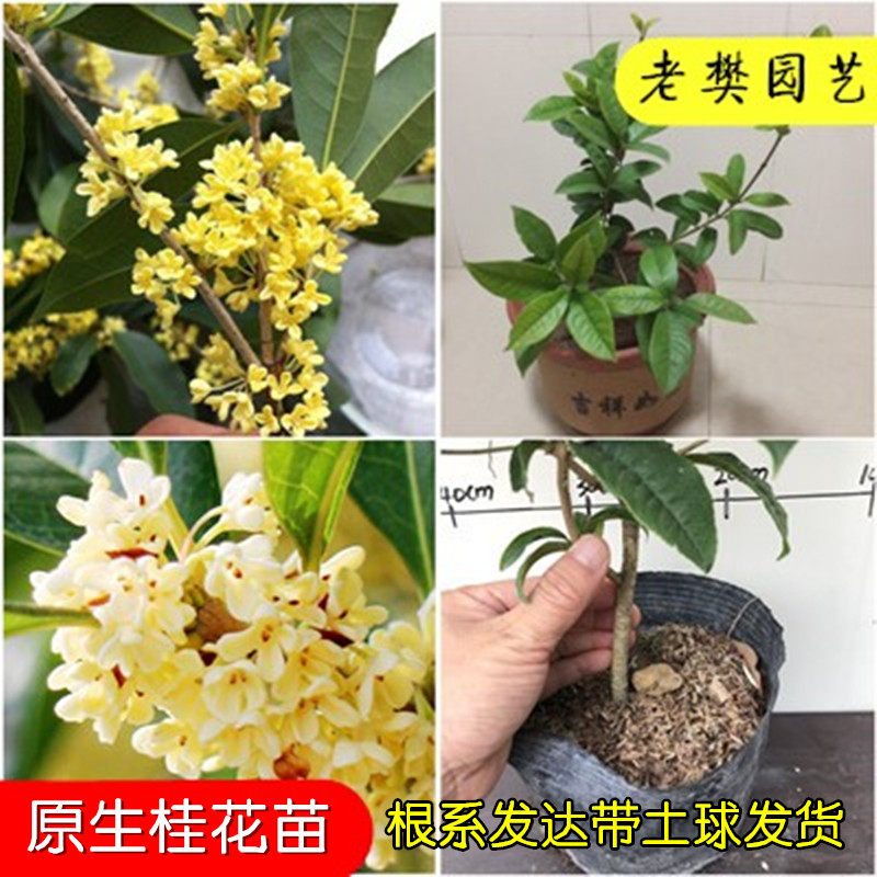 桂花树苗室内盆栽四季开日香桂浓香型非嫁接金桂丹桂沉香秋冬桂花在类目 鲜花速递/花卉仿真/绿植园艺, 花卉/绿植盆栽（新）, 花卉中 - 来自Buy2taobao.com提供专业的淘宝代购服务