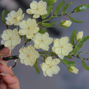 迎春花热缩花簪竹子发簪古风配饰日常盘发汉服发饰头饰