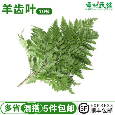 芒叶羊齿叶新鲜杨子叶新鲜蔬菜10支新鲜花草西餐酒店装饰摆盘点缀