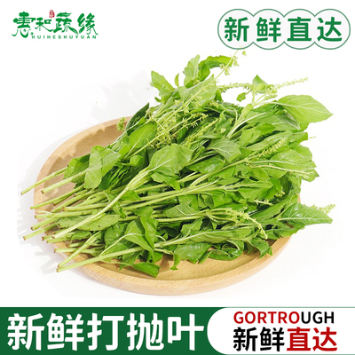 新鲜打抛叶新鲜甲抛叶塔抛泰式打抛饭食材调味调料新鲜香料蔬菜