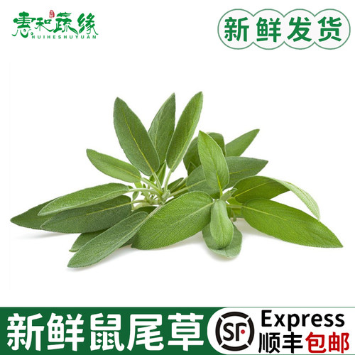 新鲜鼠尾草 西餐餐料南丹参Sage餐厅用香草香料菜鼠尾草叶子调味
