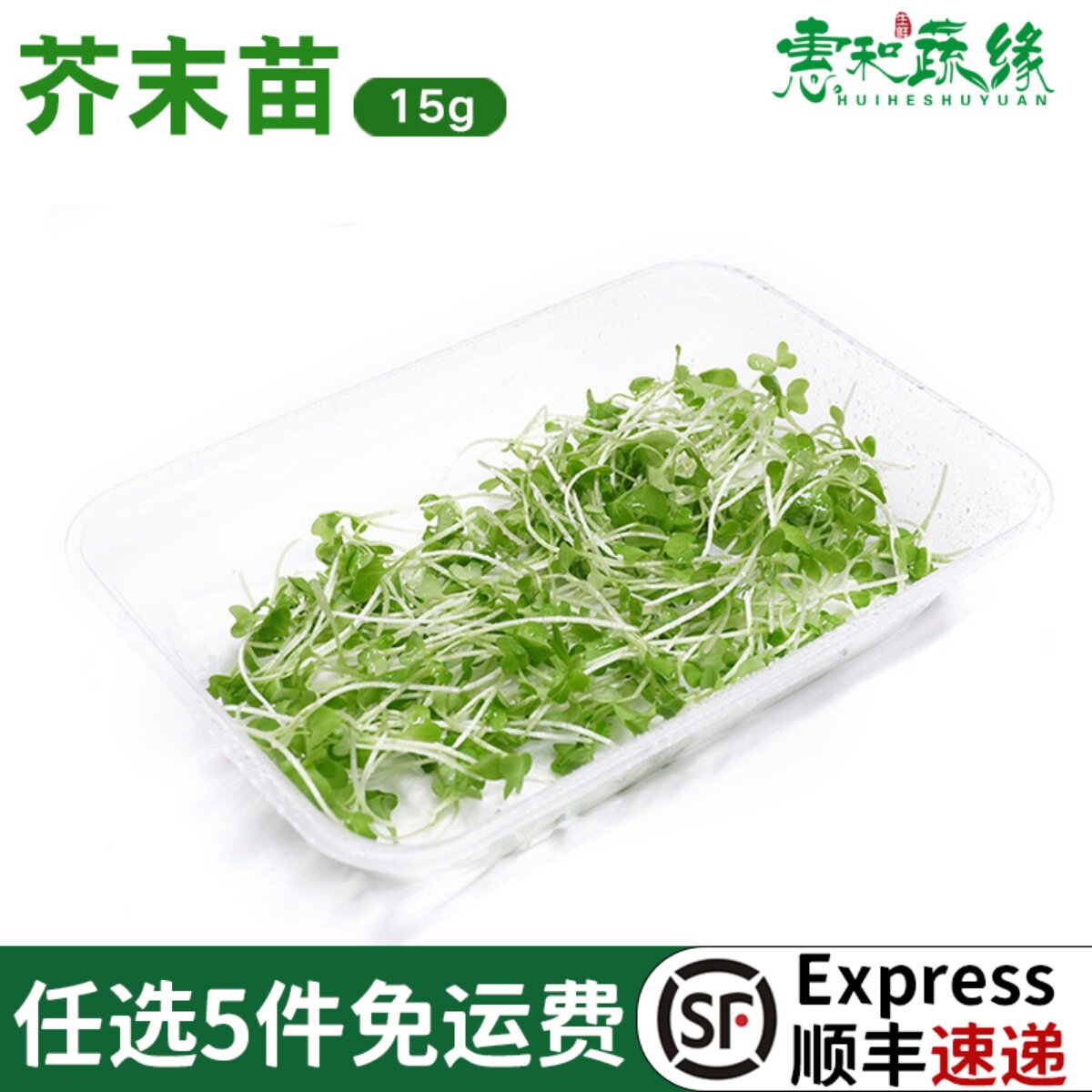 新鲜芥末苗 菜苗装饰点缀 花苗西餐摆盘苗芽菜西餐沙拉菜摆盘食用
