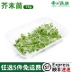 花苗西餐摆盘苗芽菜西餐沙拉菜摆盘食用 饰点缀 新鲜芥末苗 菜苗装