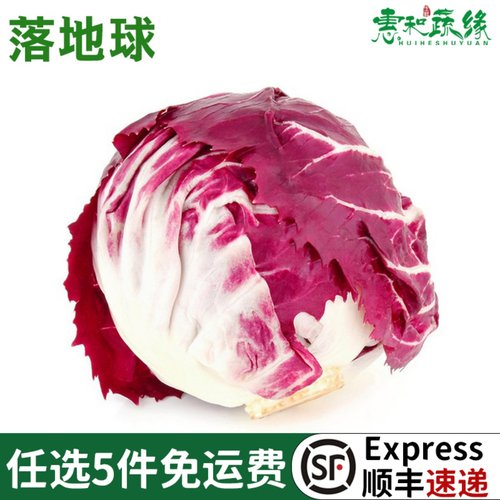 新鲜落地球生菜紫苣红菊苣绿叶红包健身洗切蔬菜沙拉蔬菜新鲜