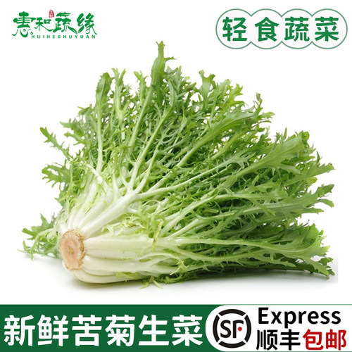 苦菊生菜蔬菜沙拉食材苦苣细叶