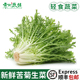 苦菊生菜新鲜蔬菜沙拉食材 苦苣狗牙菜西餐健身轻食苦细叶生菜 包邮