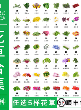 摆盘花草新鲜西餐烘焙蛋糕点缀日料刺身寿司花草清香木薄荷三色堇