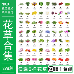 摆盘花草新鲜西餐烘焙蛋糕点缀日料刺身寿司花草清香木薄荷三色堇