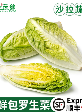 新鲜采摘包罗生菜即食绿色西餐沙拉包心罗纹包心罗马蔬菜沙拉生菜