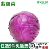 新鲜蔬菜紫甘蓝1000g紫包菜紫色球生菜蔬菜沙拉生菜橄榄菜