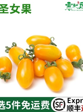 新鲜黄色圣女果小番茄樱桃西红柿新鲜孕妇宝宝水果农家水果2斤