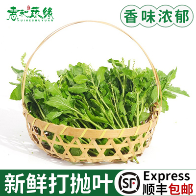 新鲜打抛叶新鲜蔬菜塔抛甲抛叶泰式打抛饭香料食用调味调料菜