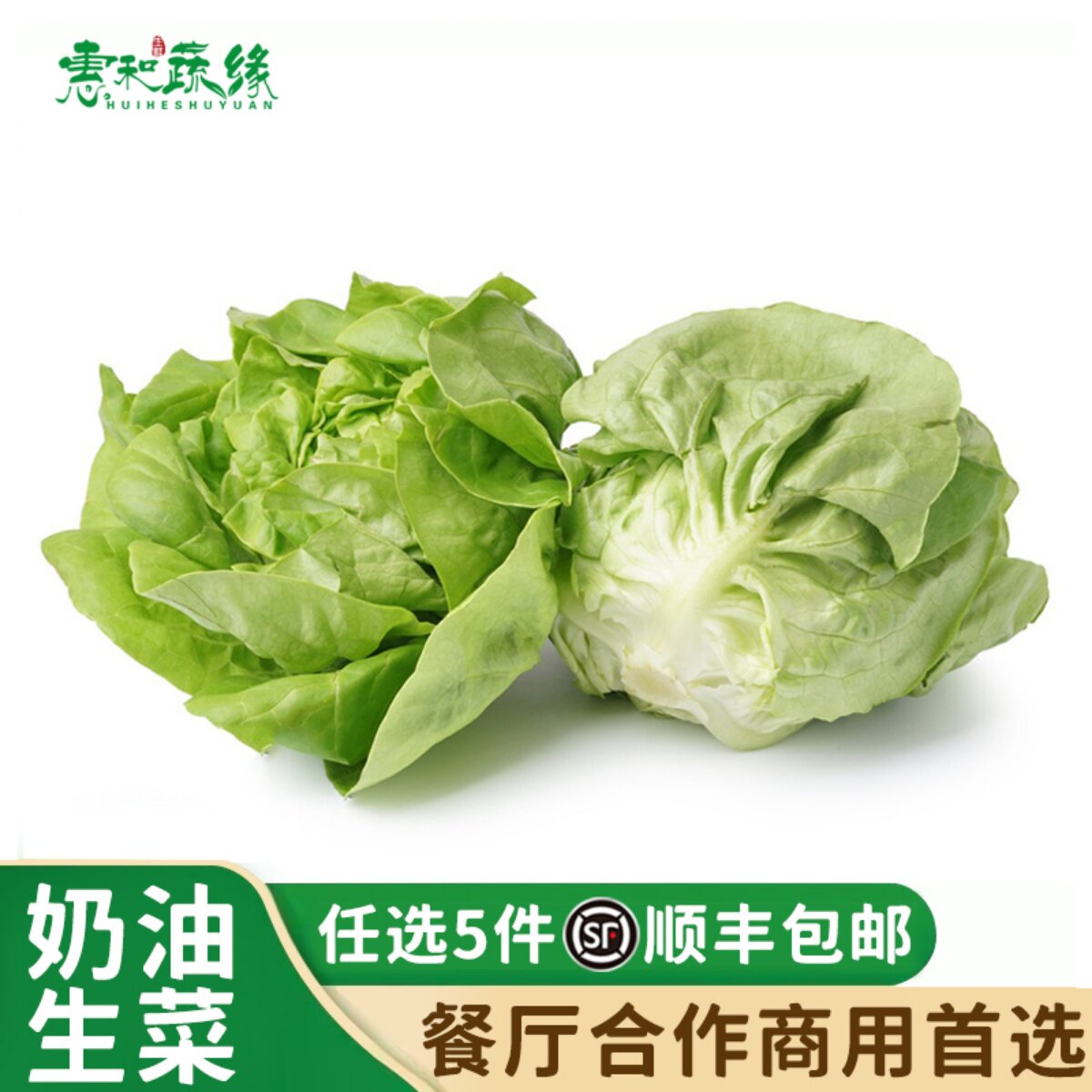 新鲜奶油生菜500g波士顿蔬菜沙拉轻食西餐凉拌生吃食材牛油生菜