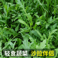 Arugula, fresh sesame leaf salad, vegetable ingredients, light Western cuisine, lettuce, arugula, free shipping thumbnail 4