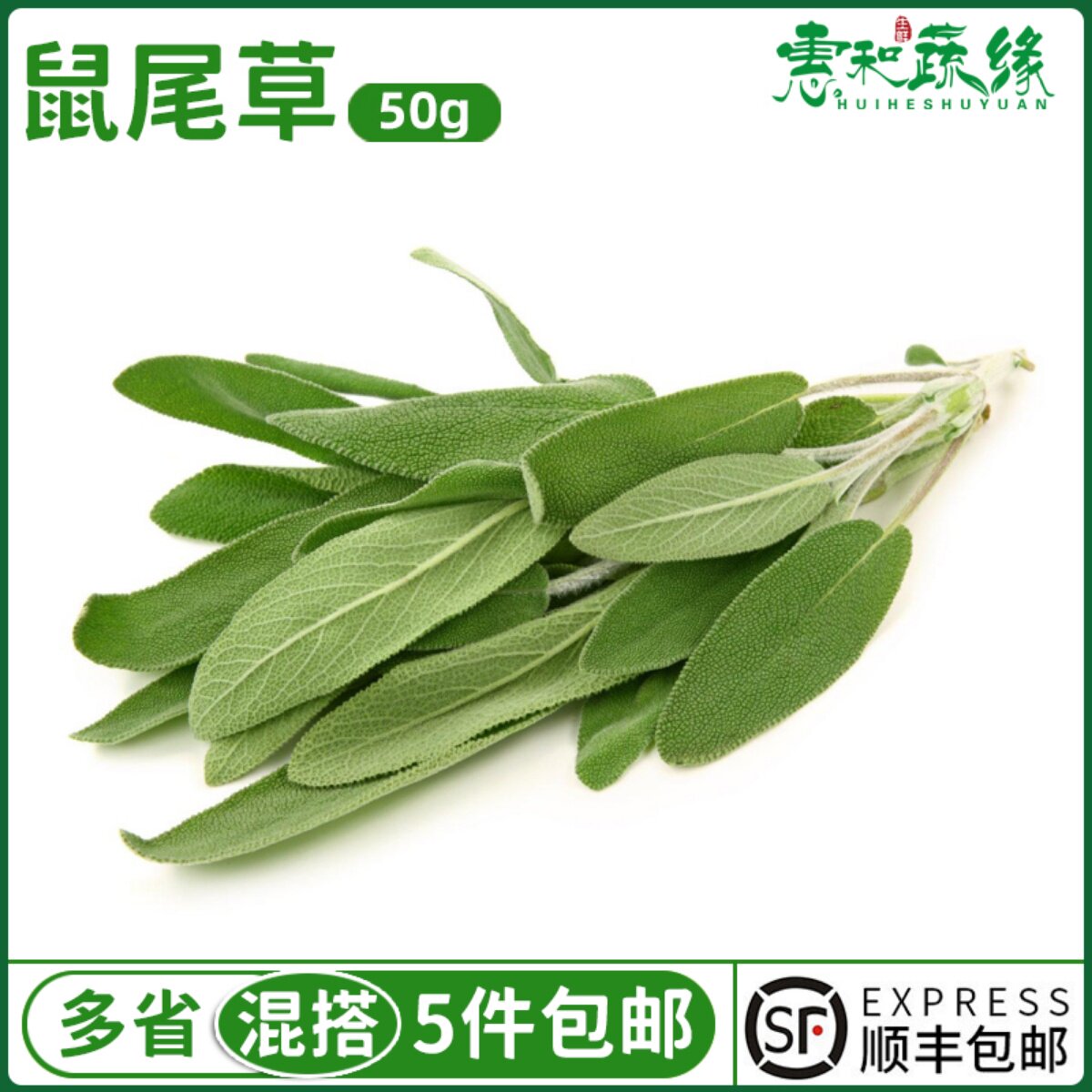 新鲜鼠尾草50g南丹参Sage西餐新鲜香料菜香草香料鼠尾草叶子调味