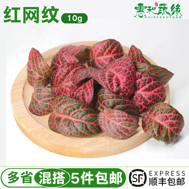 新鲜红网纹草现剪现发酒店日料西餐厅料理摆盘花草点缀装饰