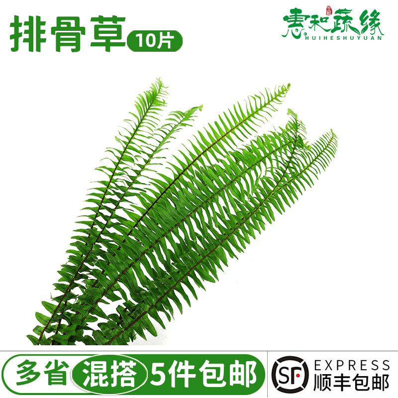新鲜排骨草鲜花草波斯叶日料西餐蛋糕餐厅点缀摆盘装饰5份包邮