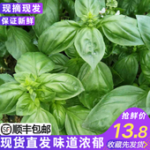 新鲜甜罗勒叶食用披萨草泰国品种罗勒酱调料青酱100g非九层塔蔬菜