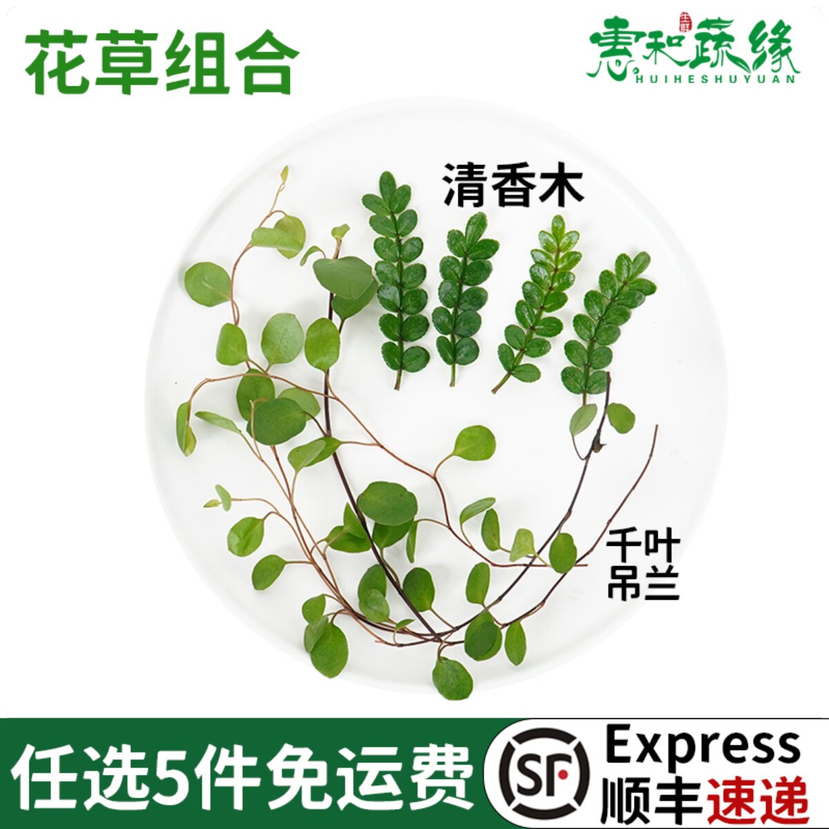 新鲜清香木千叶吊兰组合西餐烘焙蛋糕饮品提拉米苏装饰花草叶子