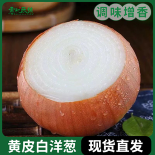 黄皮白洋葱新鲜白肉洋葱圆葱农家披萨西餐新鲜蔬菜调味调料食材